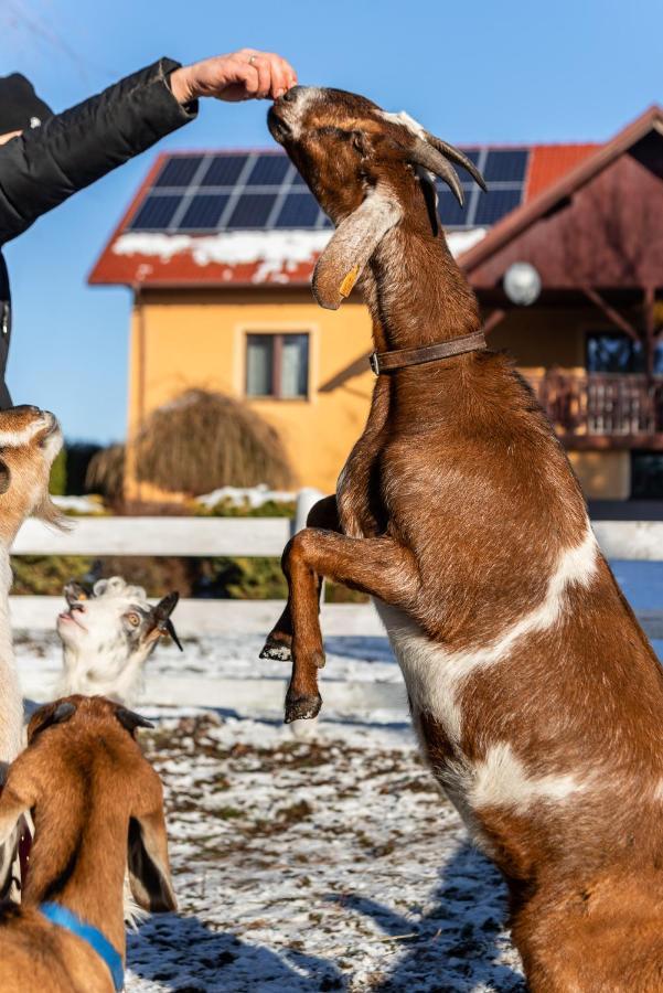 Orzechowa Ostoja Noclegi Energylandia Bachowice Экстерьер фото