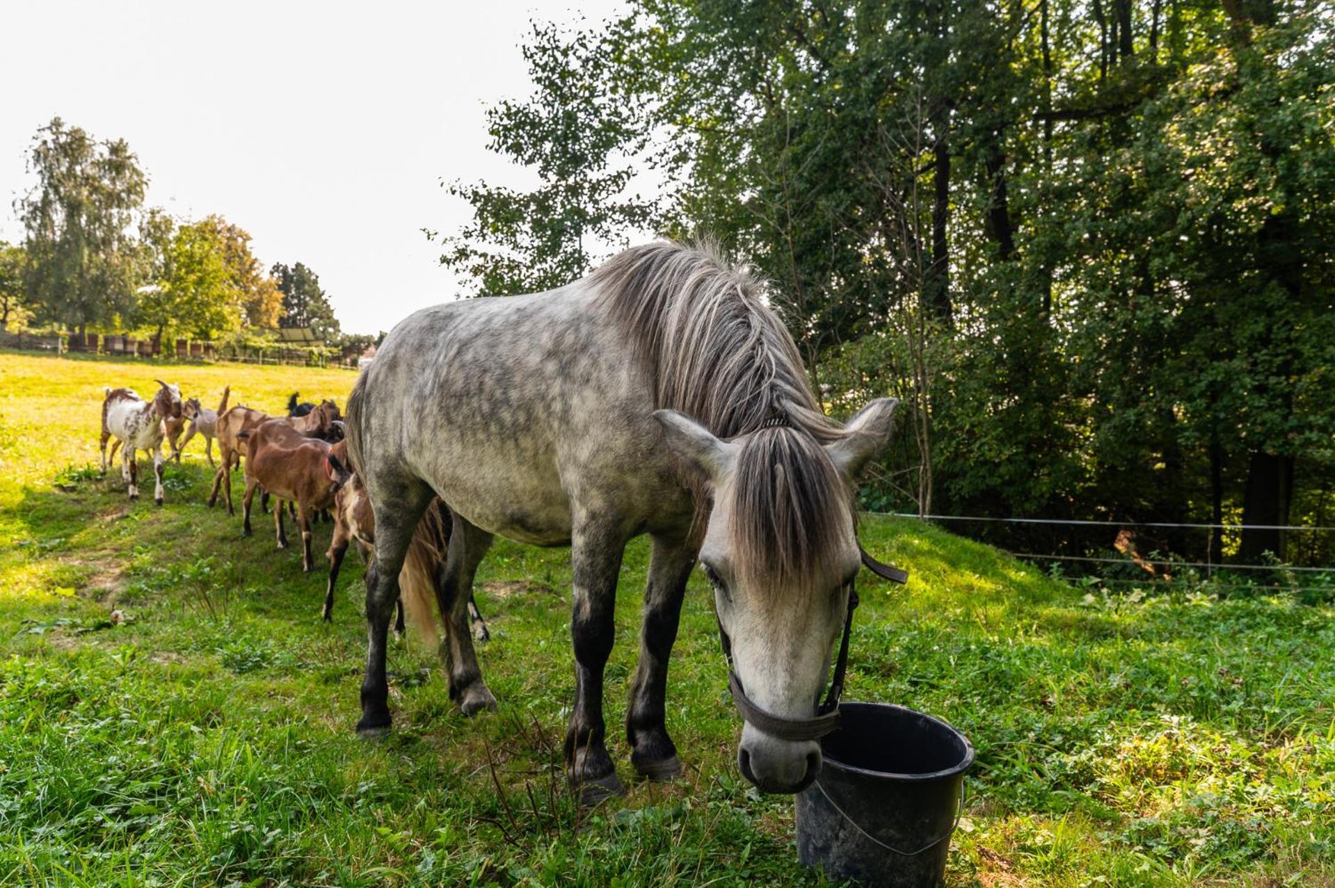 Orzechowa Ostoja Noclegi Energylandia Bachowice Экстерьер фото